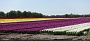 131 Drenthe - Mantinge - MVervoorn