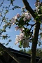 137 Drenthe - Mantinge - MVervoorn