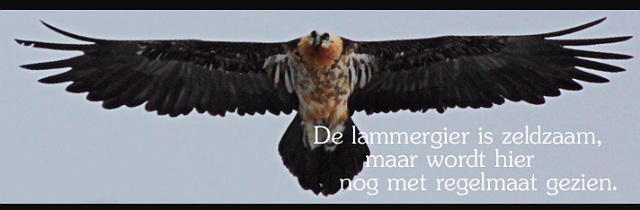 0347 2016-06-16 17.47.26.pngLumbier.png