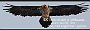 0347 2016-06-16 17.47.26.pngLumbier