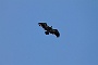 0351 IMG_6653.jpgLumbier
