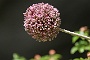 0369 IMG_6768-.jpgLumbier