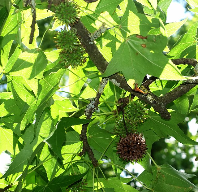 0486 DSC03695.JPGLa Romieu.JPG