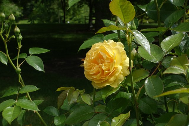 0492 DSC03717.JPGLa Romieu.JPG