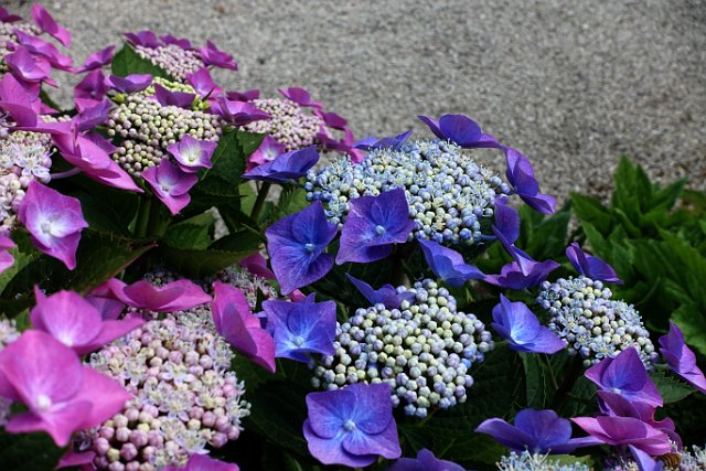 0494 DSC03721.JPGLa Romieu.JPG