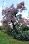0461 DSC03639.JPGLa Romieu