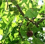 0486 DSC03695.JPGLa Romieu