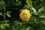 0492 DSC03717.JPGLa Romieu