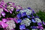 0494 DSC03721.JPGLa Romieu