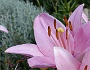 0495 DSC03722-.jpgLa Romieu