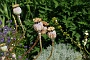 0499 DSC03733.JPGLa Romieu