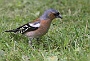 0511 IMG_6797-.jpgBonnac la Cote