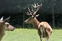 0526 IMG_6830.JPGBonnac la Cote