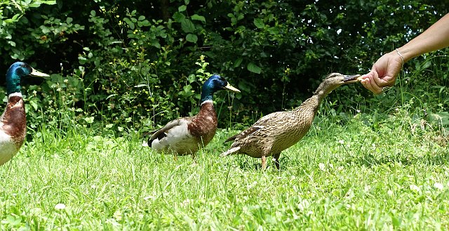 0548 DSC03813-.jpgClamecy.jpg