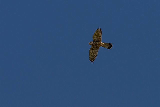 121-IMG_9739-2.jpg
