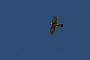 121-IMG_9739-2