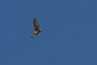 122-IMG_9745-2
