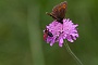 113  Etroubles-Aosta-Bernardo IMG_9974-2.jpg