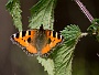 114  Etroubles-Aosta-Bernardo IMG_9982-2.jpg