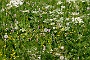115  Etroubles-Aosta-Bernardo IMG_9984-2.jpg