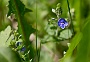 117  Etroubles-Aosta-Bernardo IMG_9994-2.jpg