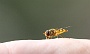 118  Etroubles-Aosta-Bernardo IMG_0024-2.jpg