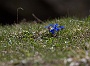 133  Etroubles-Aosta-Bernardo IMG_0041-2.jpg