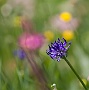 141  Etroubles-Aosta-Bernardo IMG_0073-2.jpg