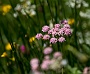 144  Etroubles-Aosta-Bernardo IMG_0082-2.jpg