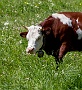 145  Etroubles-Aosta-Bernardo IMG_0088-2.jpg