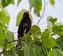 190  Iseo IMG_0102-2.jpg