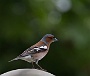 256  Caldonazzo IMG_0170-2.jpg