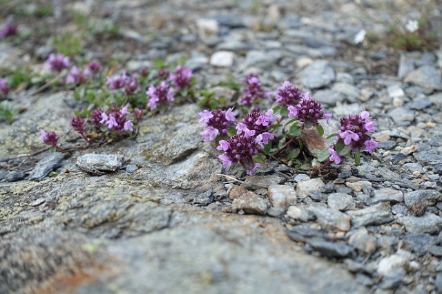 326  Stams Tirol DSC06780.JPG.JPG