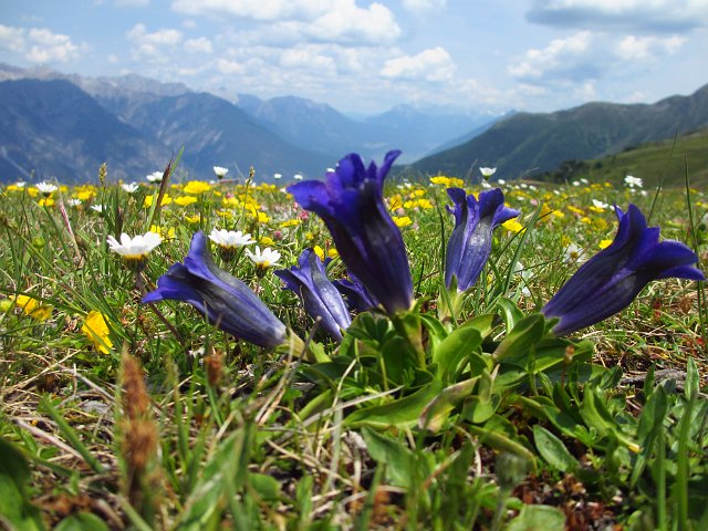 335  Stams Tirol IMG_2669.JPG.JPG