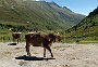 295  Stams Tirol 2017-06-18 11.45.59.jpg