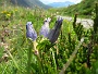 319a  Stams Tirol IMG_2655.JPG
