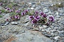 326  Stams Tirol DSC06780.JPG