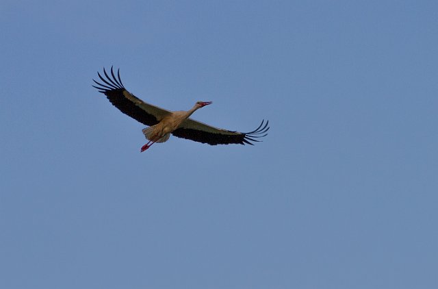 IMG_9894-2.jpg