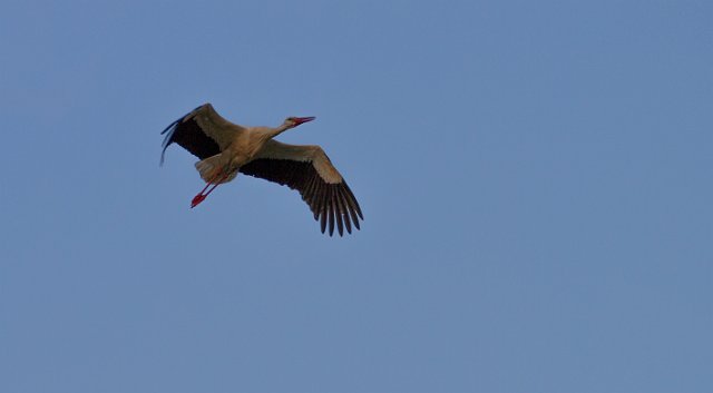 IMG_9895-2.jpg