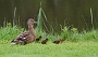 131  IMG_5267