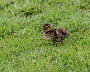 132  IMG_5275
