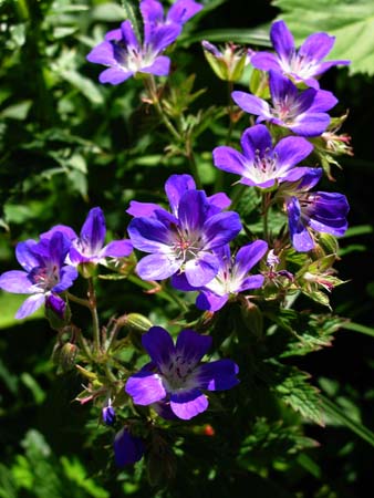 085 blauwe bloemen