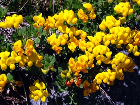 088 gele bloemen