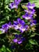085 blauwe bloemen