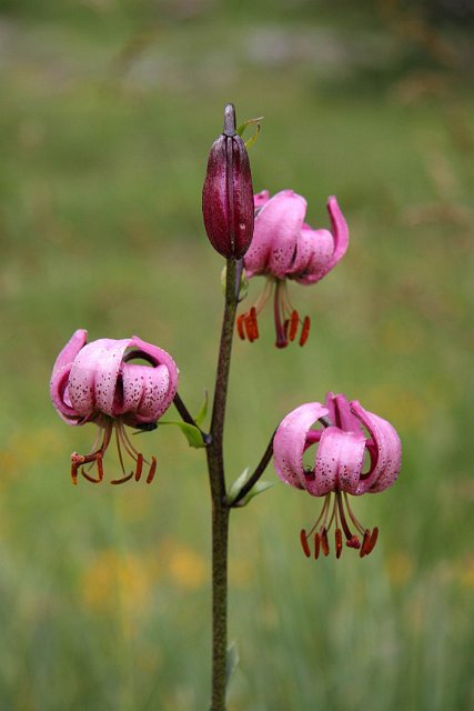 0058orchidée.jpg