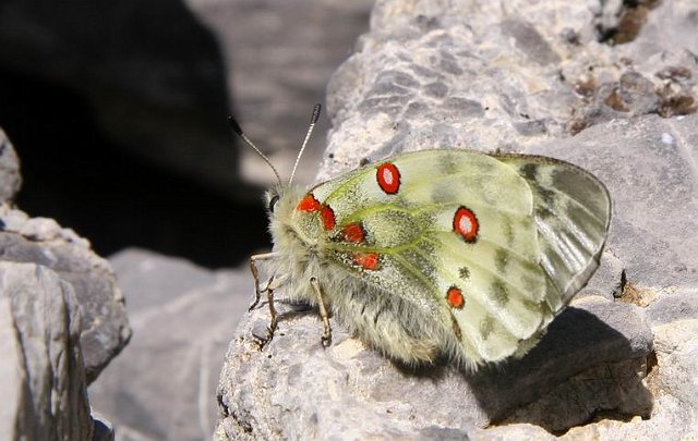 0125 vlinder.jpg