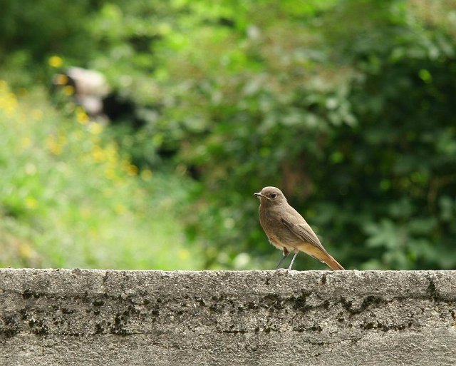 0226 vogel.jpg