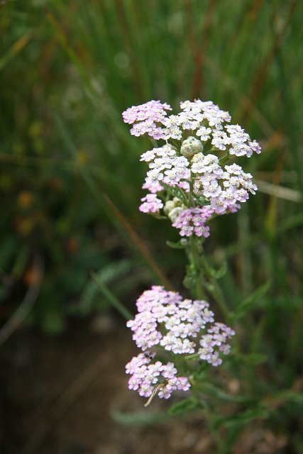 0277 bloem.jpg