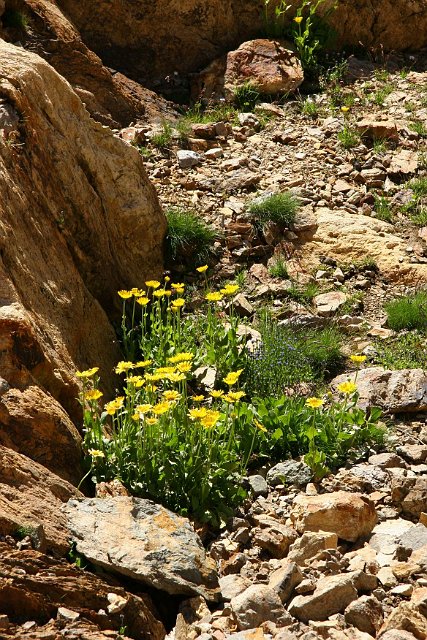 0298bloem.jpg