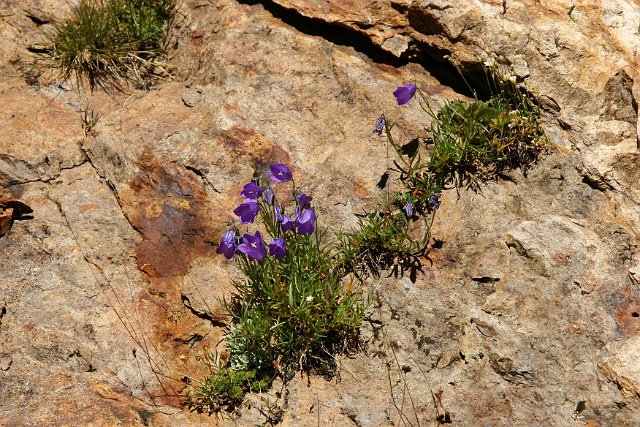 0299bloem.jpg